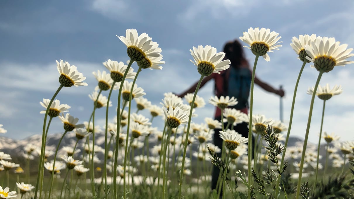 nature walks with spring flowers